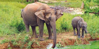 All Inclusive Udawalawe National Park Safari