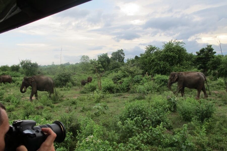 From Ella: All Inclusive Udawalawe National Park Safari - How the timing really works