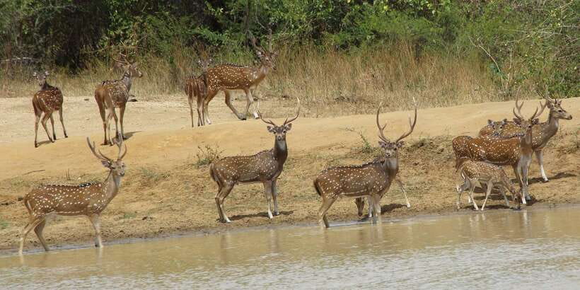 From Ella: All Inclusive Udawalawe National Park Safari - Should you book it?