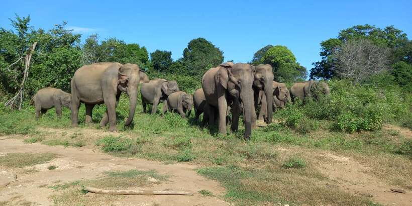 From Ella: Udawalawe National Park Safari Tour - From Ella’s hills to Udawalawe’s open tracks