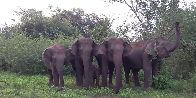 From Ella: Udawalawe National Park Safari Tour - What you may see in four hours