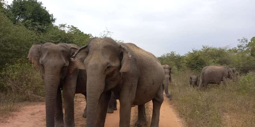 From Ella: Udawalawe National Park Safari Tour - The value of $84, with the park fee added