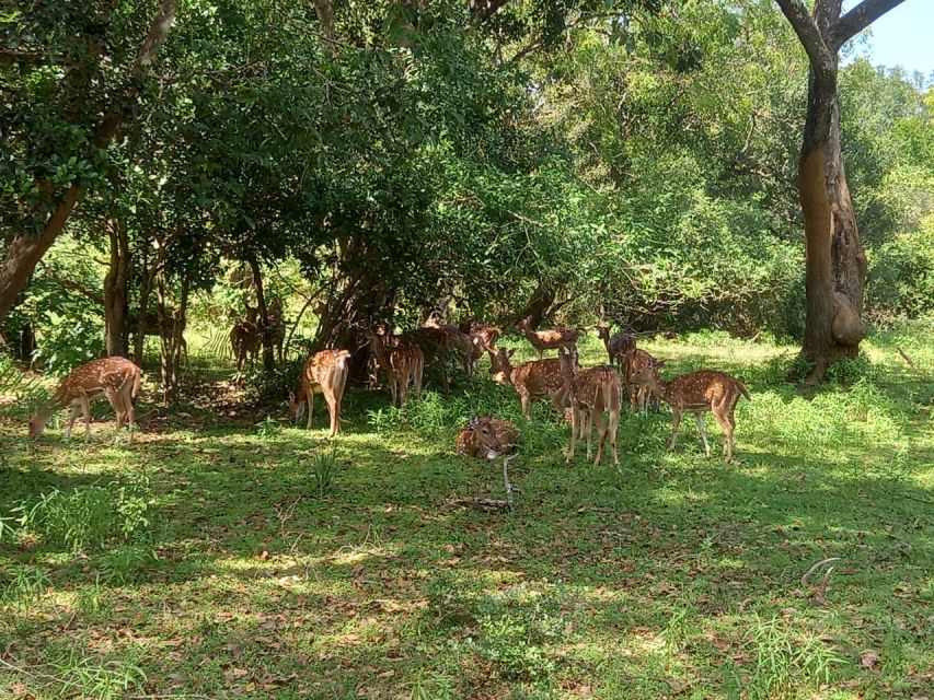 From Ella: Udawalawe National Park Safari Tour - Should you book it?