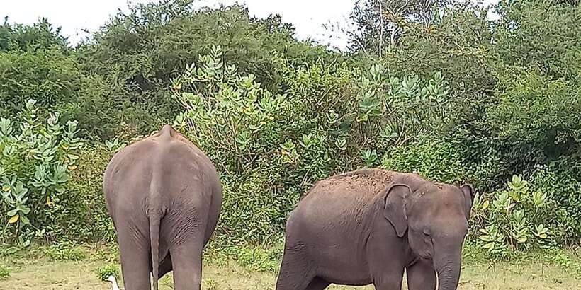 From Ella: Udawalawe National Park Safari Tour - Changing from the van to the open-top jeep
