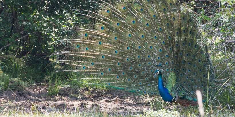 From Ella: Yala National Park Jeep Safari Tour - Should you book the Ella to Yala safari?