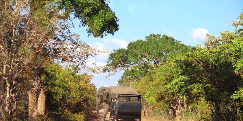 From Ella: Yala National Park Jeep Safari Tour - Why Yala works as a day trip from Ella