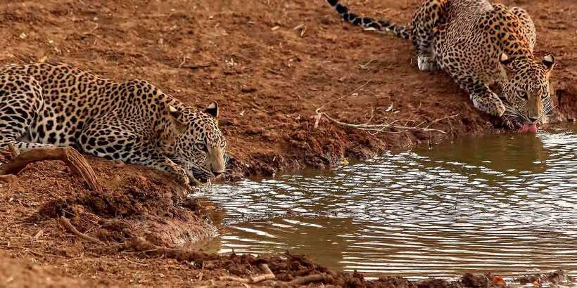 From Ella: Yala National Park Jeep Safari Tour - The afternoon arrival at Yala