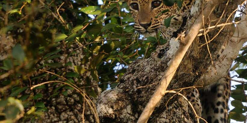 From Ella: Yala National Park Jeep Safari Tour - Four hours among elephants, leopards, and deer