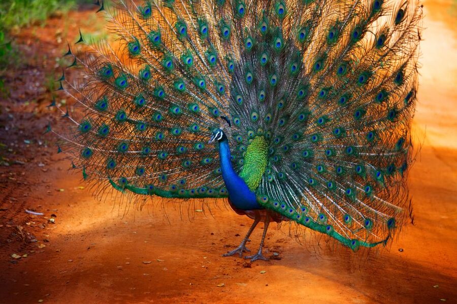 From Ella: Yala National Park Jeep Safari Tour - Who will enjoy this safari most
