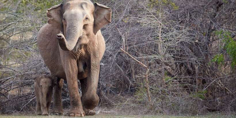 From Ella: Yala National Park Jeep Safari Tour - Practical advice for making the day easier