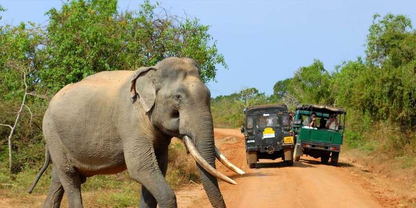 From Ella: Yala National Park Jeep Safari Tour - Leaving Ella in an air-conditioned vehicle