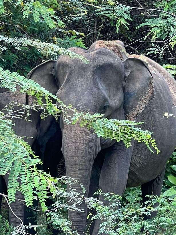 From Ella - Yala National Park Leopard Safari Tour - A guide, a jeep, and the quality of the day