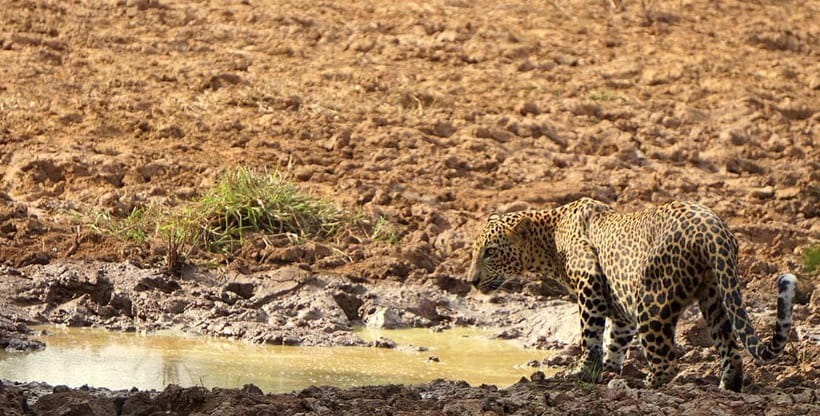 From Ella - Yala National Park Leopard Safari Tour - What the $58 price really covers