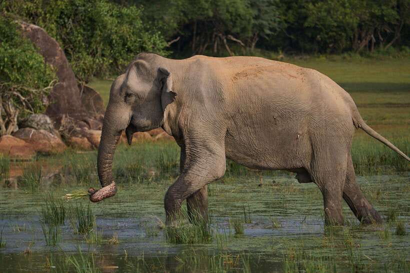 From Ella - Yala National Park Leopard Safari Tour - Food, clothing, and what to bring
