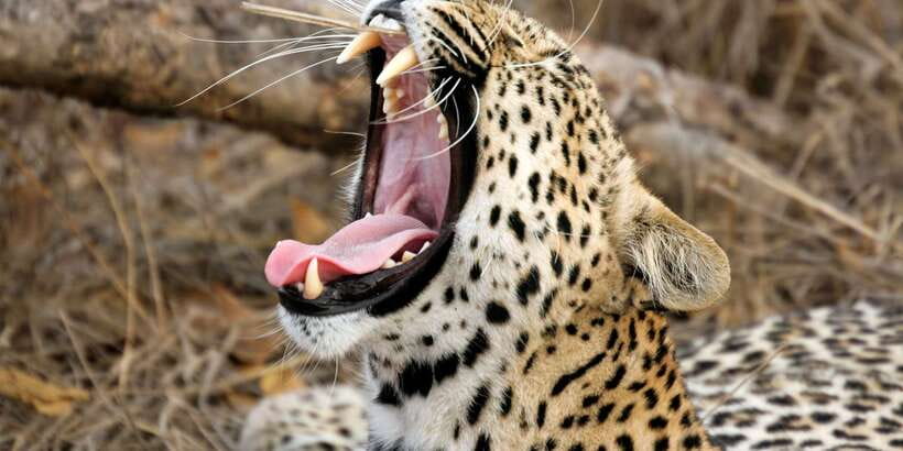 From Ella: Yala National Park Safari Tour in a 4x4 - What you might see during the three-hour game drive