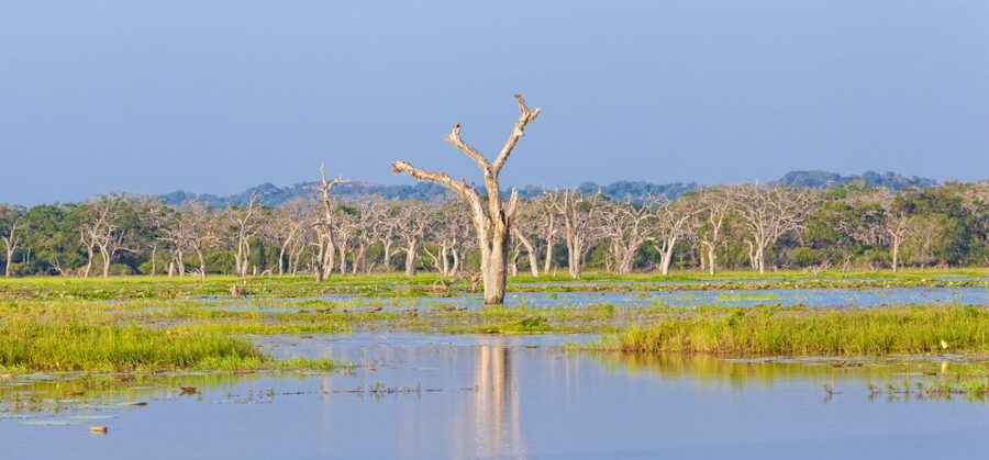 From Ella: Yala National Park Safari Tour in a 4x4 - How the 4x4 ride feels