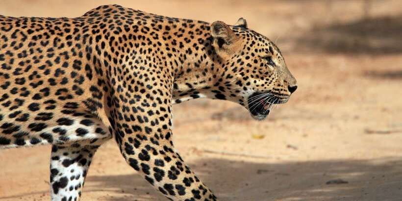 From Ella: Yala National Park Safari Tour in a 4x4 - The real price, including the park fee