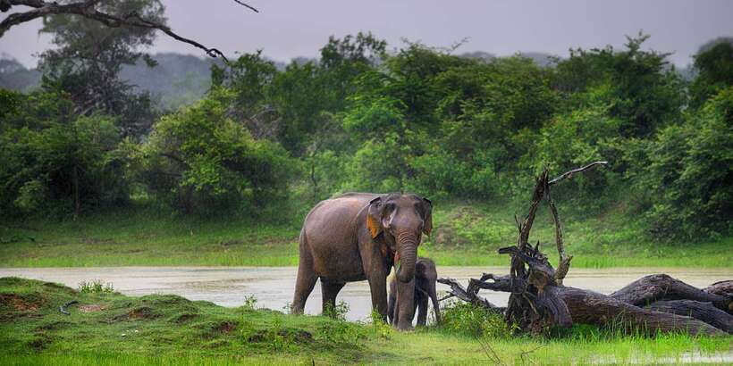 From Ella: Yala National Park Safari Tour in a 4x4 - Guides who can make the difference