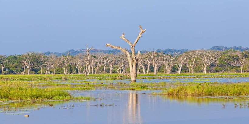 From Ella: Yala National Park Safari Tour in a 4x4 - The return to Ella
