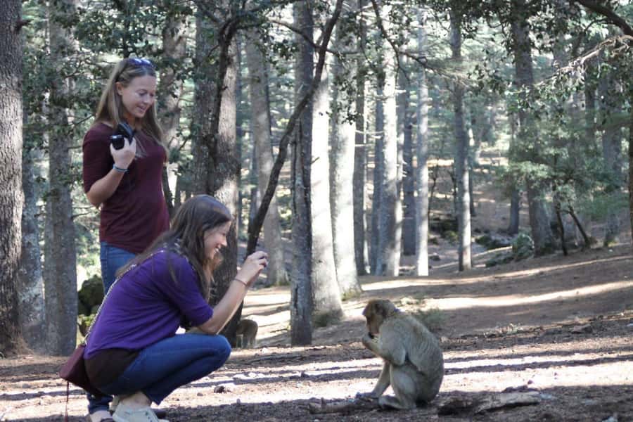 From Fez: Middle Atlas Day Trip with Ifrane National Park - From Fez to the Middle Atlas in Seven Hours