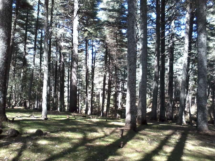 From Fez: Middle Atlas Day Trip with Ifrane National Park - What the $17 Price Really Buys You