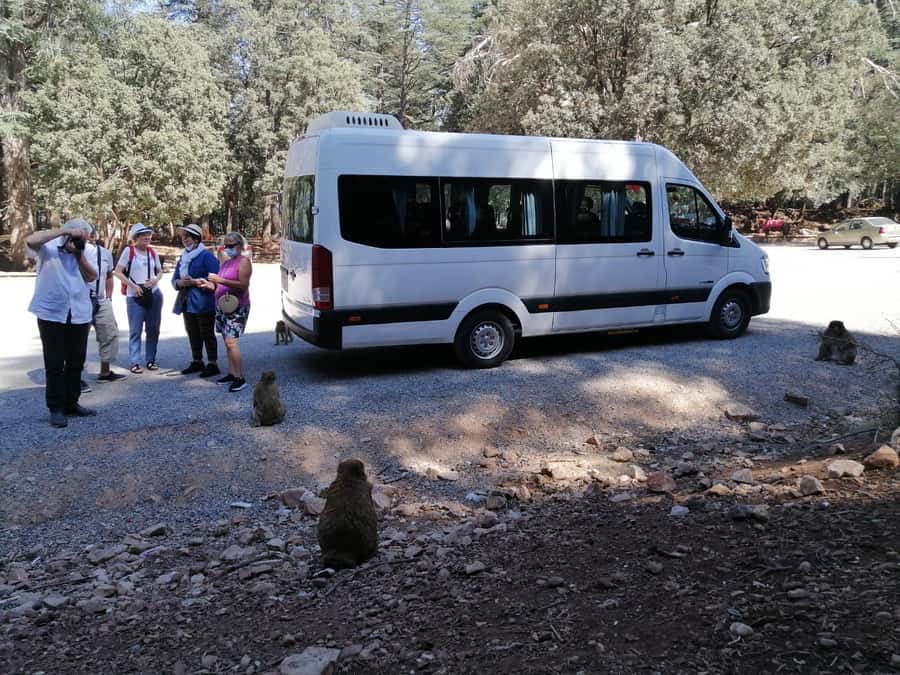 From Fez: Middle Atlas Day Trip with Ifrane National Park - Ain Vital and the Mountain Views