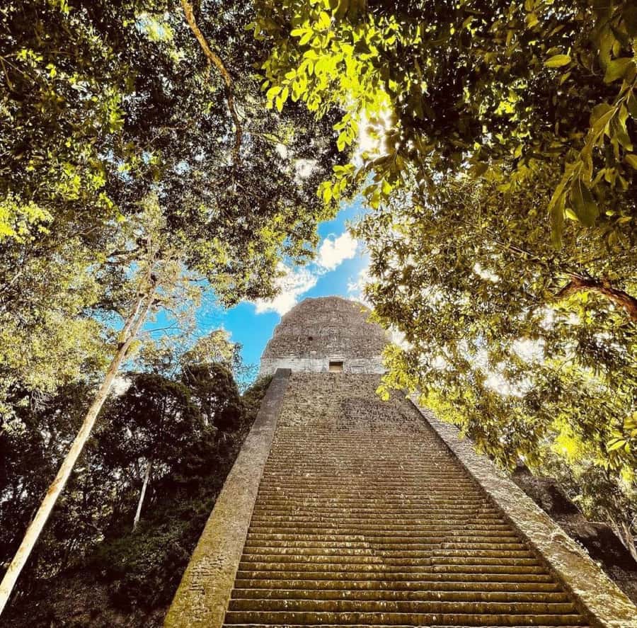 From Flores: Tikal National Park Private Day Trip with Lunch - From Flores to the park gate