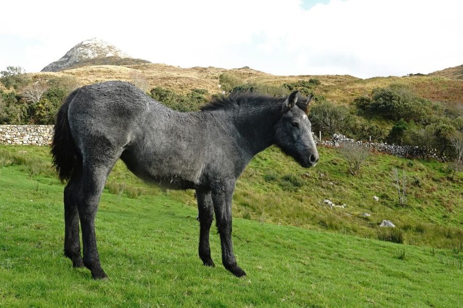 From Galway: Connemara National Park Full Day Tour - Should you book it?