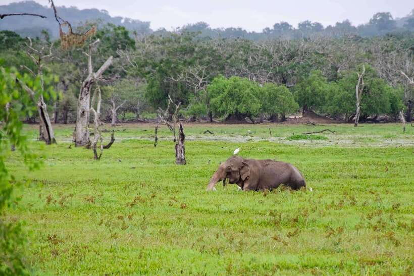 From Hambantota Port: Yala National Park Private Safari - From Hambantota gate 02 to Yala’s entrance