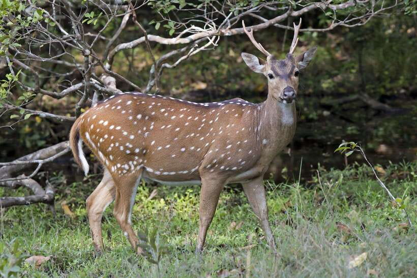 From Hambantota Port: Yala National Park Private Safari - The smaller sightings can make the trip
