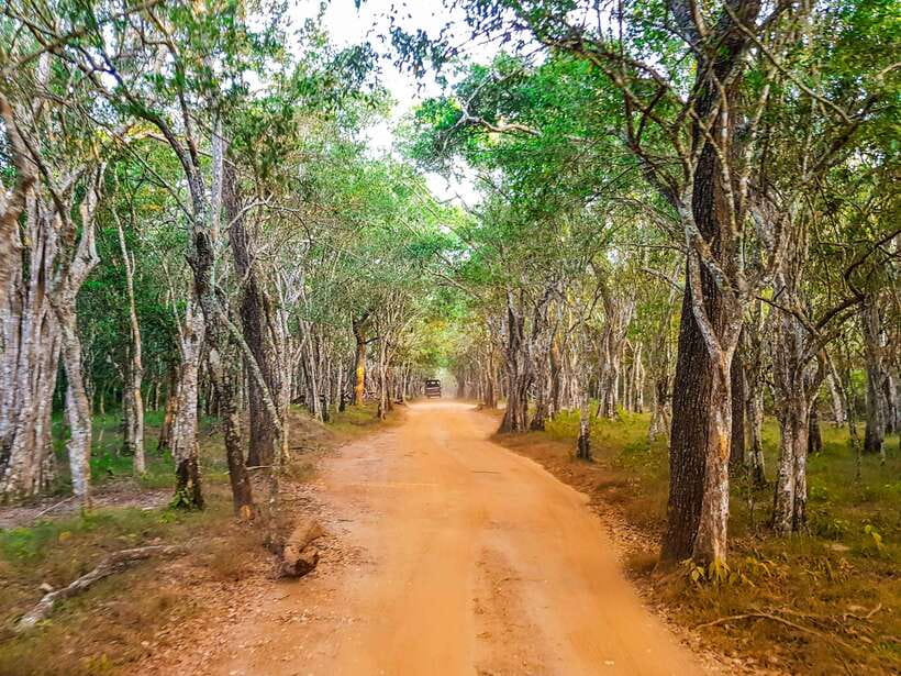 From Hambantota Port: Yala National Park Private Safari - Should you book the Hambantota Yala safari?