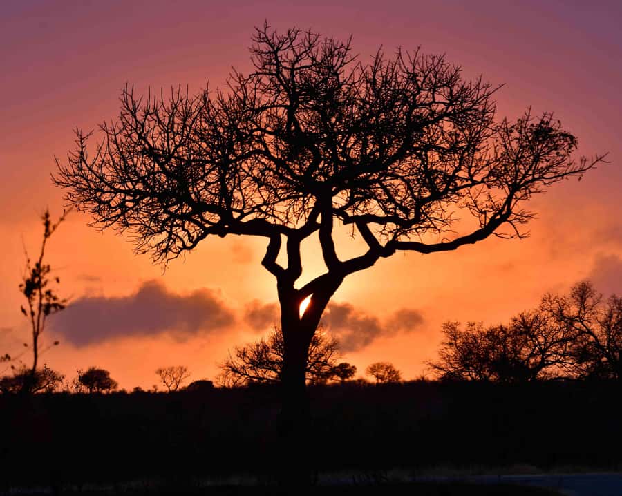From Hazy View: Full Day Kruger National Park Safari - Why the early Kruger start is worth it