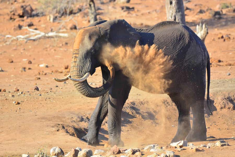 From Hazy View: Full Day Kruger National Park Safari - Three more hours on Kruger’s roads