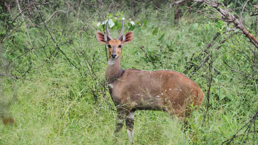 From Hazy View: Full Day Kruger National Park Safari - Who will enjoy this safari most