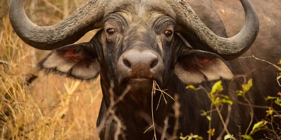 From Hazy View: Full Day Kruger National Park Safari - Should you book this Hazyview safari?