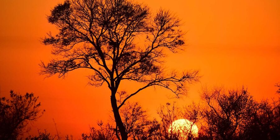 From Hazyview : Big 5 Kruger National Park Day Safari - Big Five expectations without false promises