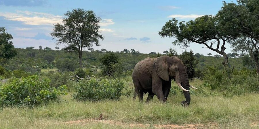 From Hazyview : Big 5 Kruger National Park Day Safari - The ranger can make or break the day