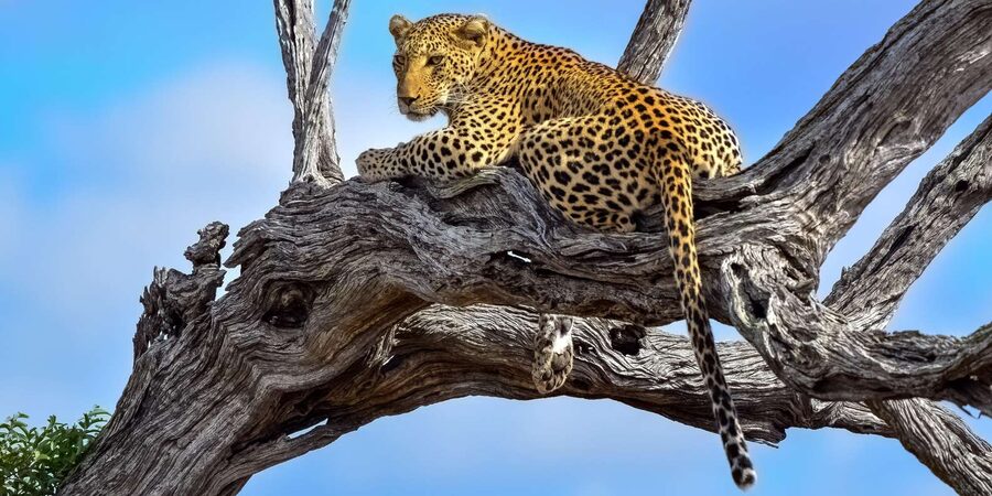 From Hazyview : Big 5 Kruger National Park Day Safari - Comfort, timing, and what to pack
