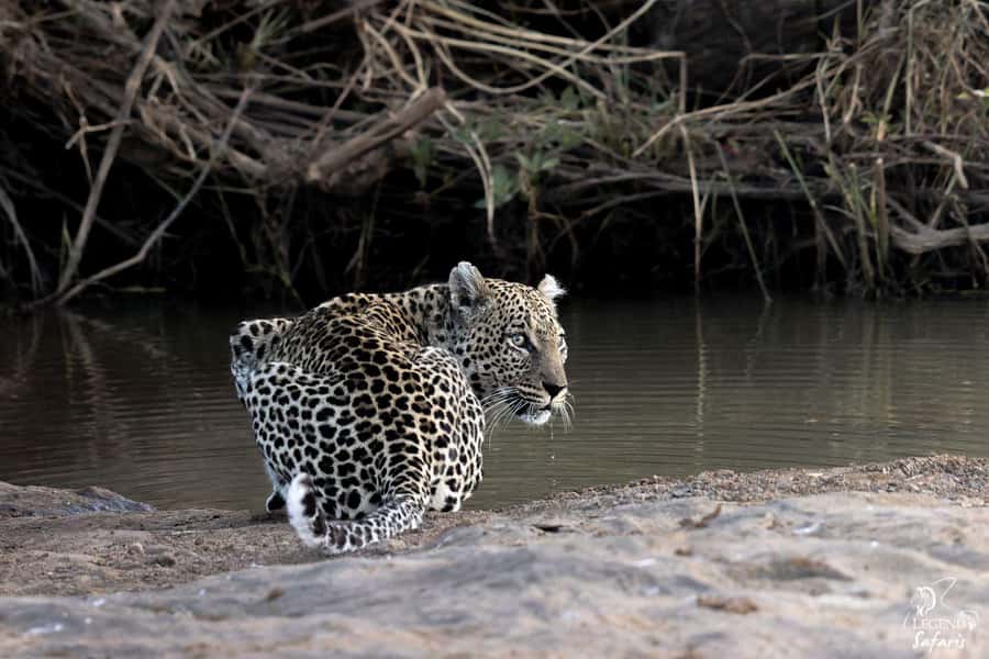 From Hazyview: Kruger National Park Full-Day Safari - What your guide adds to the drive