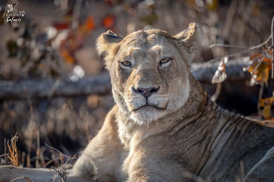 From Hazyview: Kruger National Park Morning Half-Day Safari - Is $80 good value?