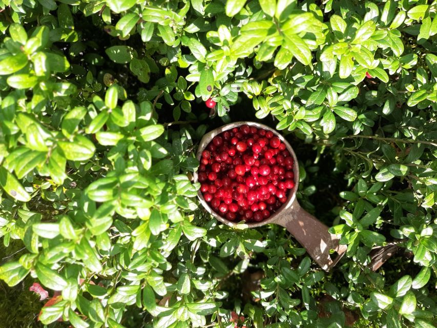 From Helsinki: Berry Picking Day Trip in a National Park - A guide-led outing with room for questions