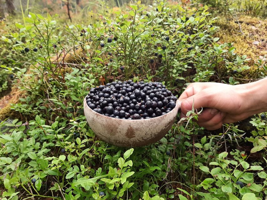 From Helsinki: Berry Picking Day Trip in a National Park - Should you book the Liesjärvi berry-picking trip?