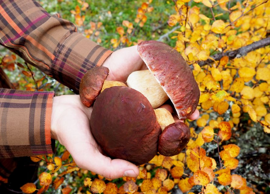 From Helsinki: Mushroom Hunting Tour in a National Park - From Kiasma to the quiet woods of Liesjärvi