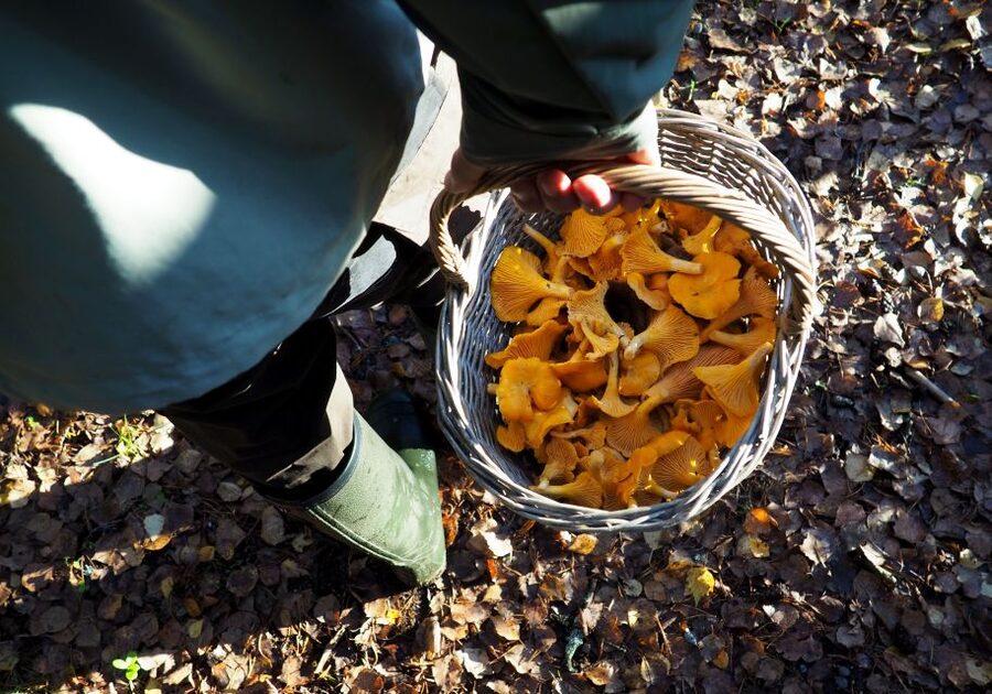 From Helsinki: Mushroom Hunting Tour in a National Park - Is $182 fair for this Helsinki day trip?