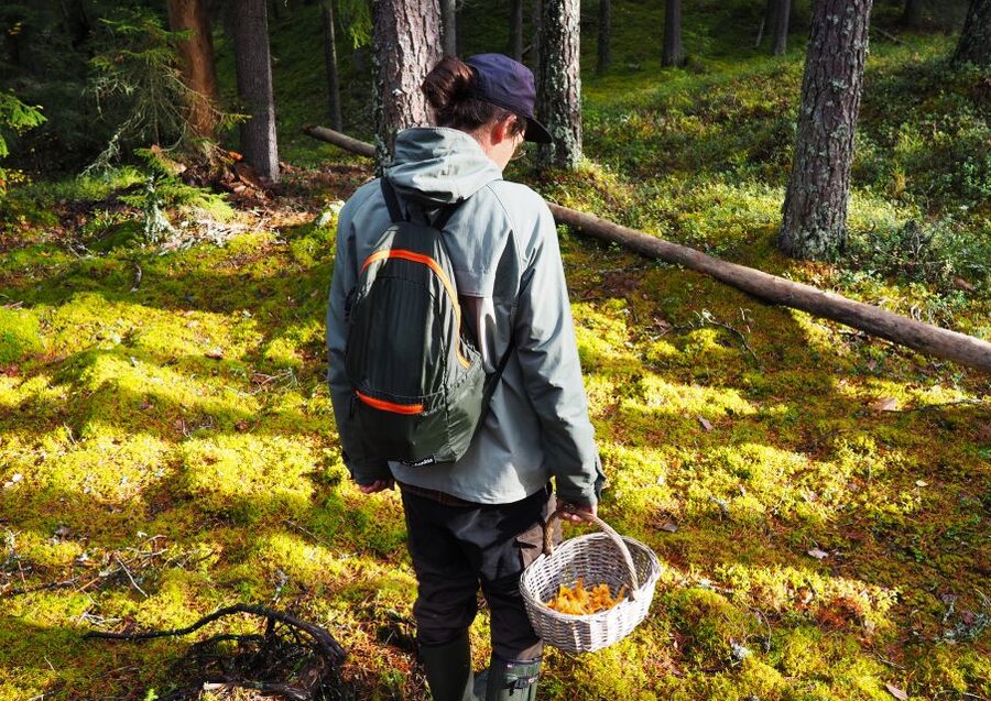 From Helsinki: Mushroom Hunting Tour in a National Park - Who will enjoy this forest experience most?