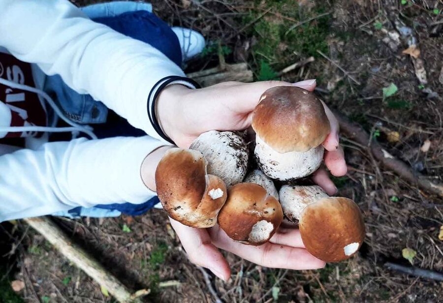From Helsinki: Mushroom Hunting Tour in a National Park - Should you book the Taiga Times mushroom tour?