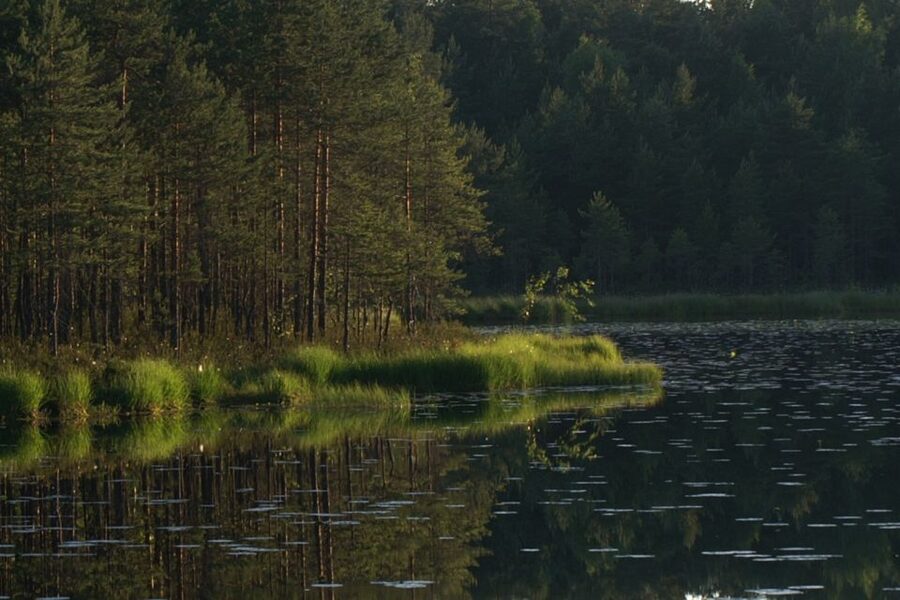 From Helsinki: Nuuksio National Park Half-Day Trip - Walking through spruce woods and ancient rock