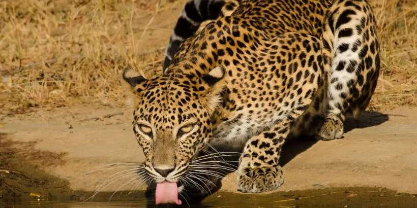 From Hikkaduwa/ Galle/ Mirissa - Yala National Park Safari - Key points to know before booking