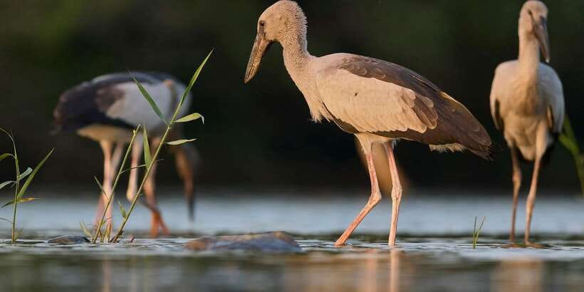 From Hikkaduwa/ Galle/ Mirissa - Yala National Park Safari - Who should book this Yala safari