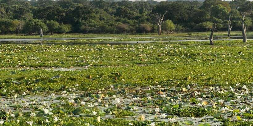 From Hikkaduwa/ Galle/ Mirissa - Yala National Park Safari - The guide and driver are central to the day